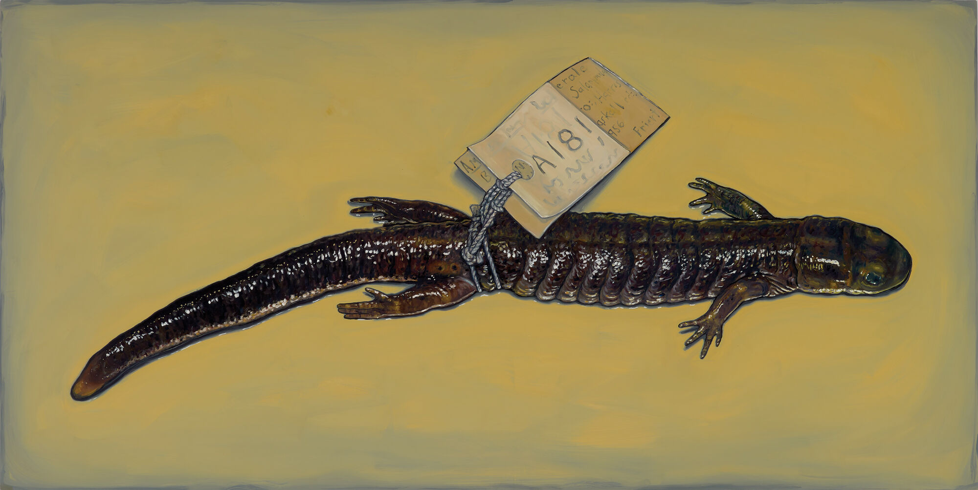Alberto-Rey---blue-spotted-salamander---36-x-72-inches.jpg